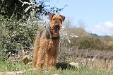 AIREDALE TERRIER 116